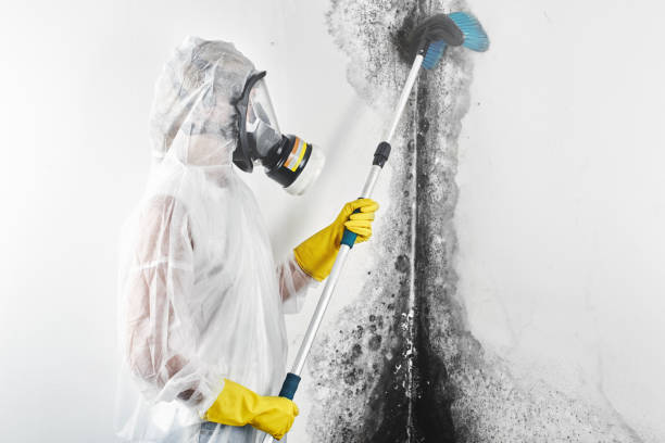 Best Mold-Related Health Consultation  in Johnstown, CO