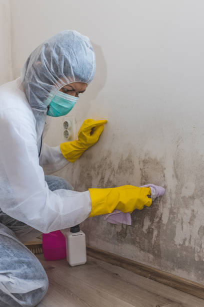 Best Mold Removal for HVAC Installations  in Johnstown, CO