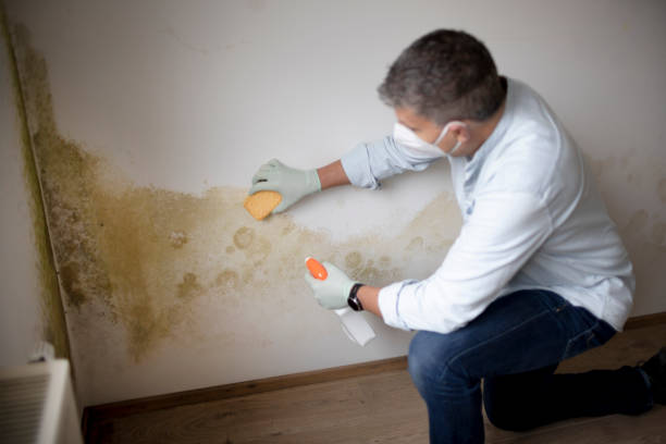 Best Dehumidification Services  in Johnstown, CO